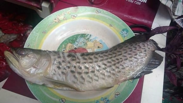 印尼中爪哇男子养了一条贵价观赏鱼“龙吐珠” 托父亲照顾惨被油炸“加菜”