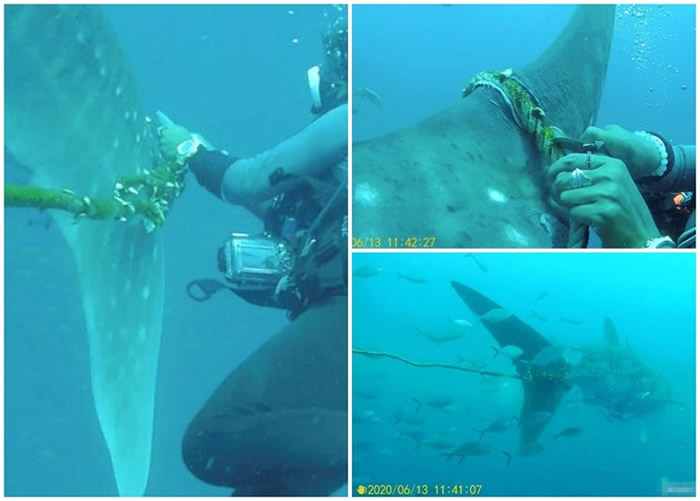 泰国潜水教练在素叻他尼府龟岛南部水域营救尾部遭麻绳紧缠的鲸鲨 可惜不成功