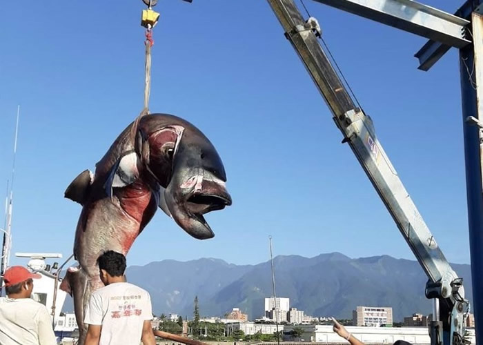 台湾花莲渔民4日捕6条巨口鲨 保育团体促政府立法保护