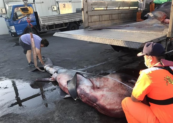 台湾花莲渔民4日捕6条巨口鲨 保育团体促政府立法保护
