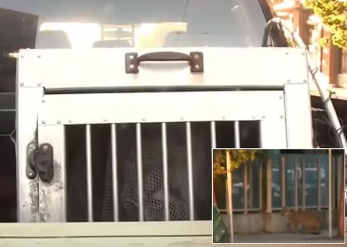 ��������������ʨ��ͷ��û ����2�պ��ղ���