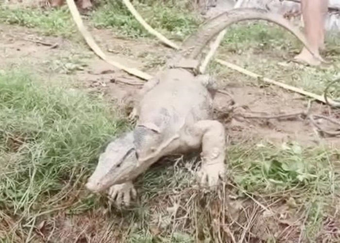 泰国红统府水巨蜥被困井底 救援人员施救反遭追咬