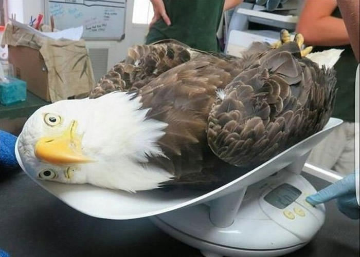 ���������ͷ���񣨰�ͷӥ������¶Ȥ�ֱ��� ���������޿���