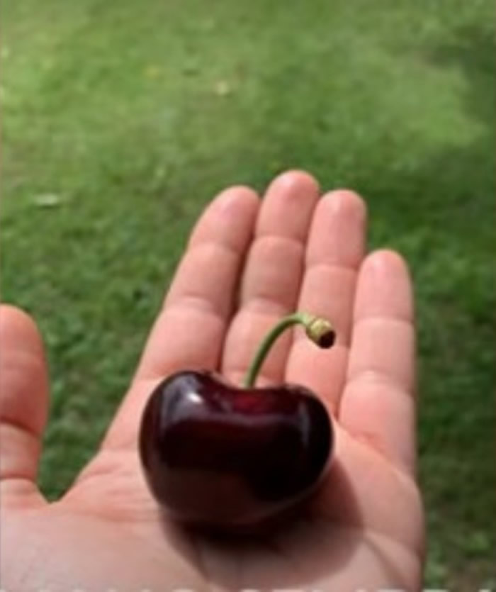 意大利特雷维索镇果园发现巨型红色车厘子 有望打破健力士世界纪录