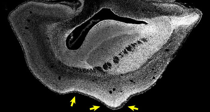 101̥ͨĴƬCredit : Heide et al. / MPI-CBG