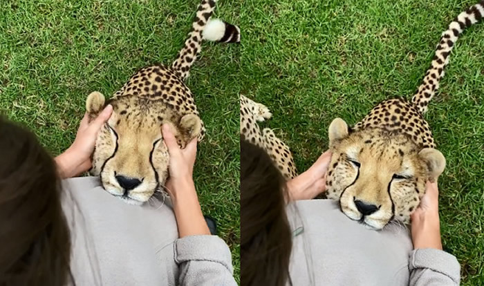 澳洲雪梨动物保护区猎豹Duke跑去找保育员撒娇