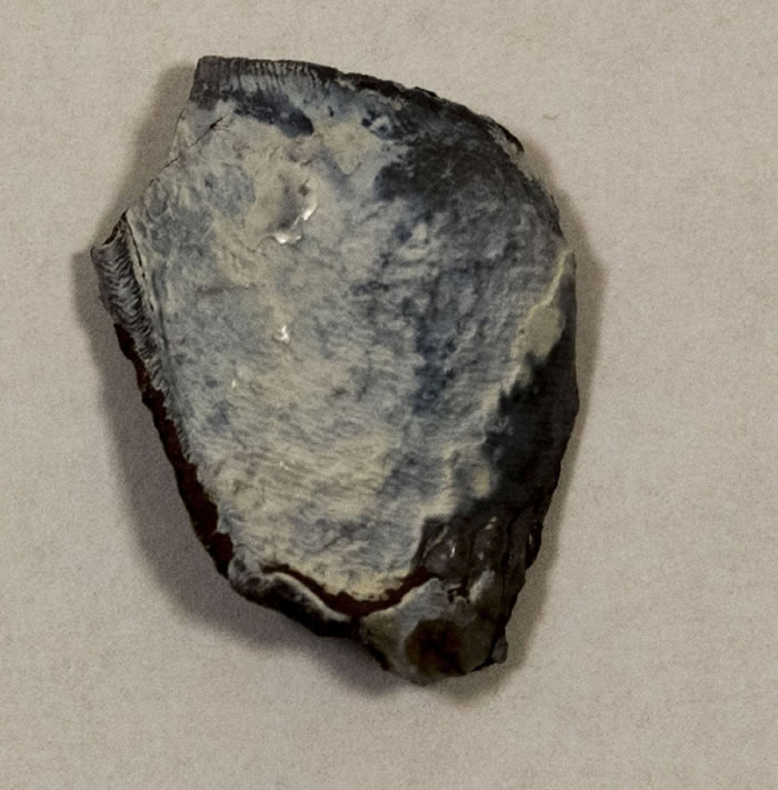 图三：由「激光盗龙」无人机系统发现的两厘米阔哺乳类牙齿化石。牙齿属于一种居住在美国怀俄明州的雷兽，有三千五百万年历史。图片提供：Thomas G Kaye和文嘉