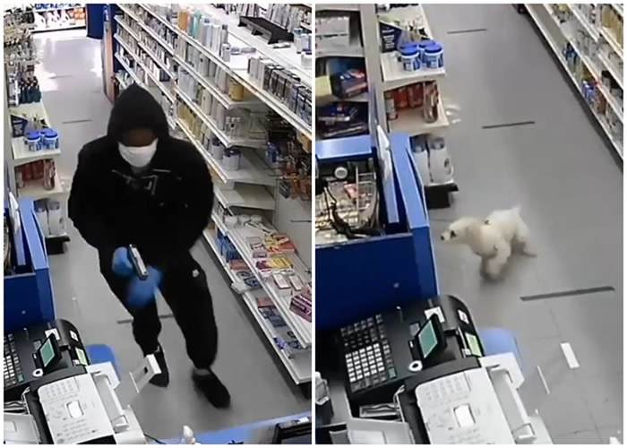 美国纽约布鲁克林药房遭抢劫 忠心小狗奋不顾身护主吓得贼人落荒而逃