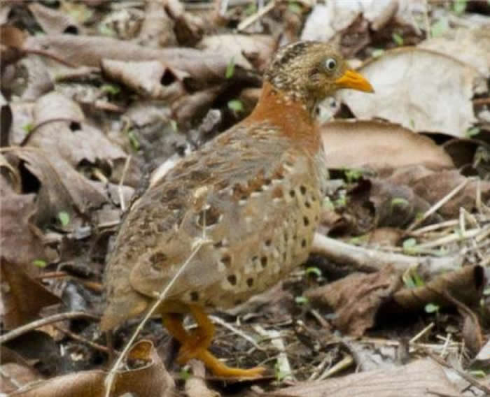 ������������ˮ���ɽ�ﴫ���ֲ���������������ר�ң��ƽ���ֺ��