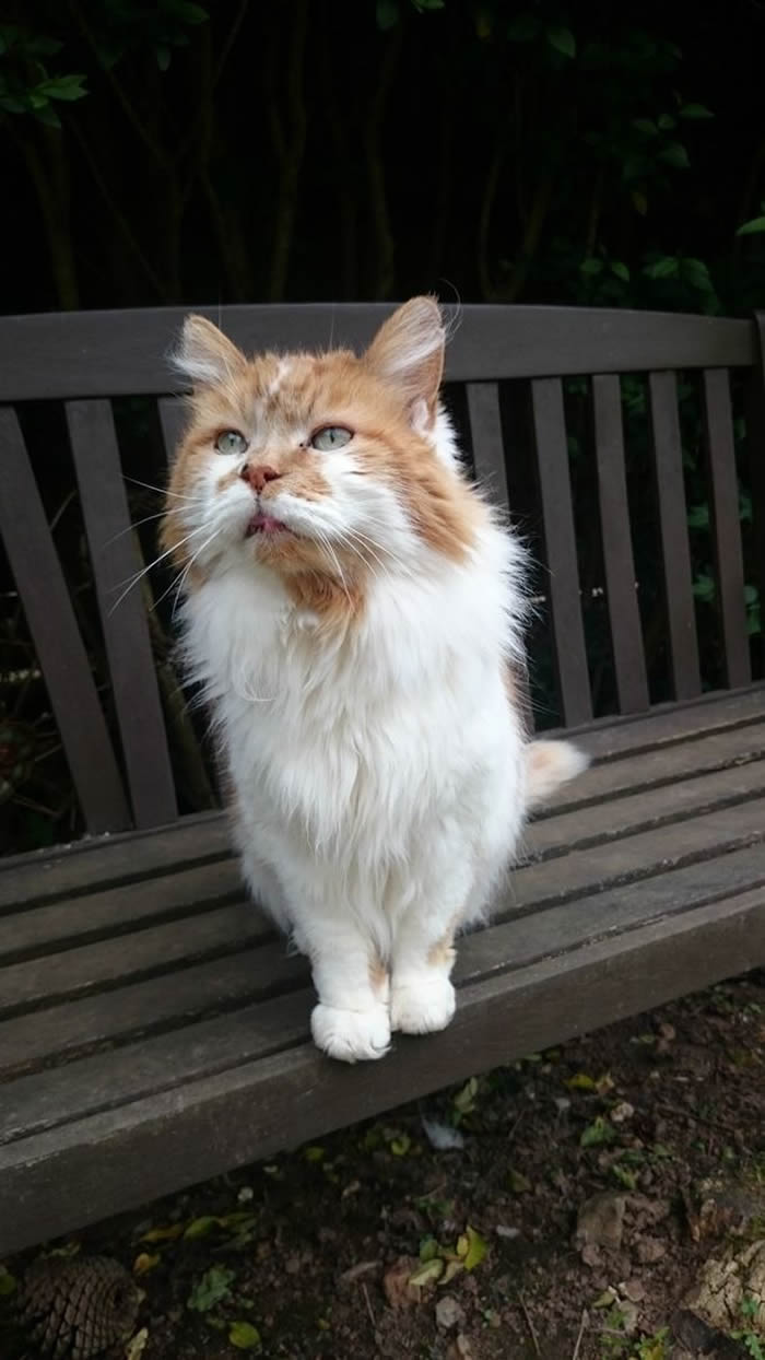 《吉尼斯世界纪录》世界最年长猫科动物:英国缅因猫Rubble相当于人类150岁