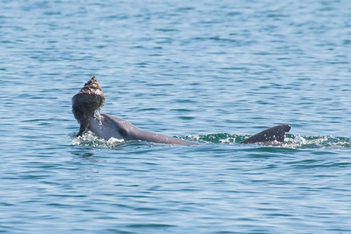 鲨鱼湾的一只海豚正使用螺壳捕鱼，这是已知唯二的鲸豚使用工具案例。 PHOTOGRAPH BY SONJA WILD， DOLPHIN INNOVATION PR