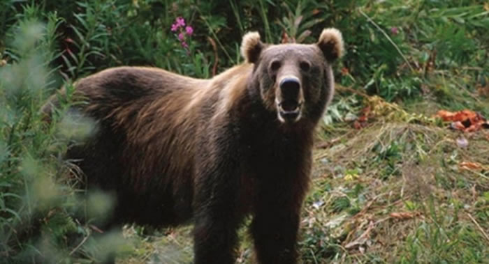 ����˹����ӱ߽���Ҷ��������������Ѱ�н����ֵ���ֻ��