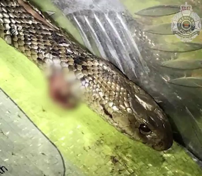 澳洲昆士兰省男子开车时发现东部棕蛇缠绕两腿 以为身中剧毒飙车往医院