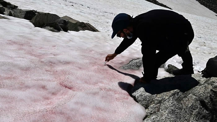 阿尔卑斯山出现粉色冰川 意大利专家称是藻类所致