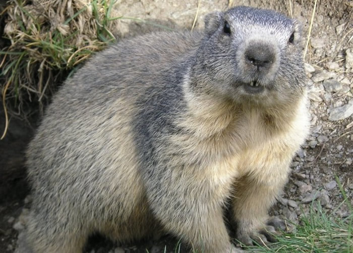 蒙古牧民非法捕食土拨鼠 确诊患鼠疫命危