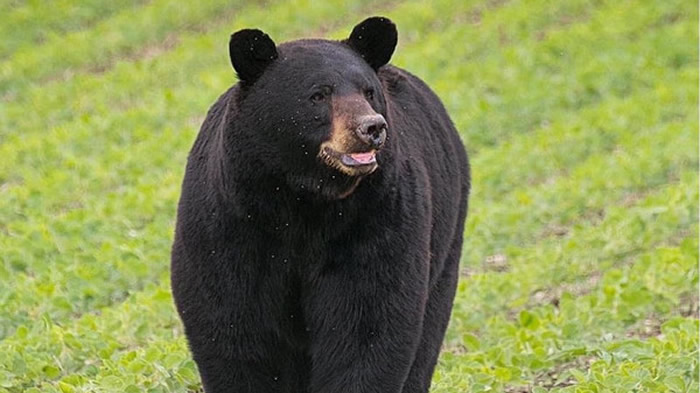 ����һͷ���ܿ�Խ3��640������ ʼ��һ������