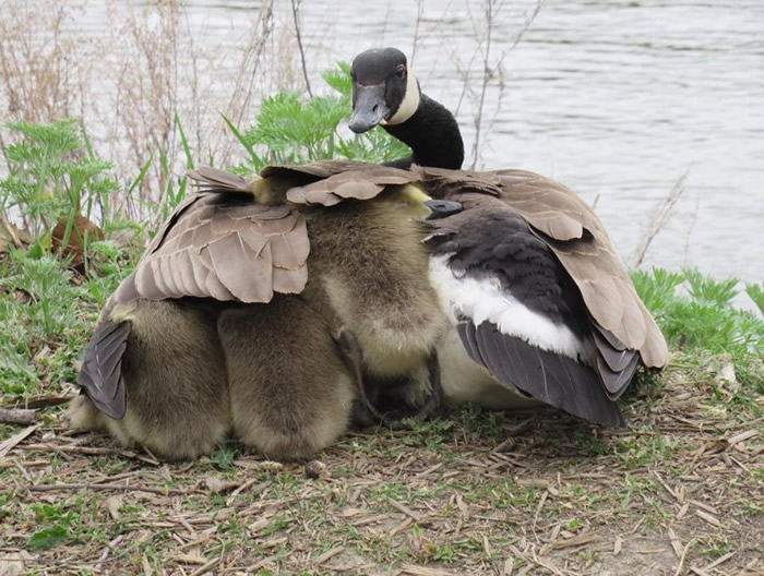 “超级保母”!加拿大萨斯卡通一只成年野鹅带着47只幼雏浩荡出巡