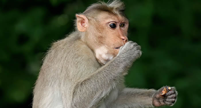 ӡ����������צ��ʡ�װ���ֵ������ֵ�ʳз����ֱײ