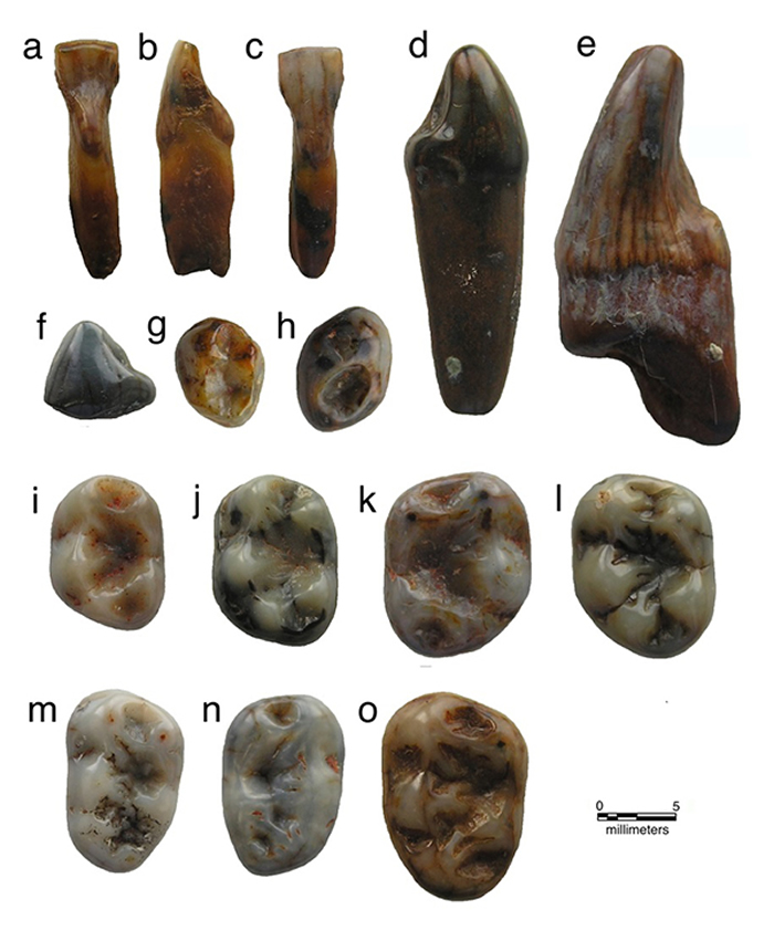 金氏繁昌上猿的下齿列(l为正型标本)(张颖奇 供图)