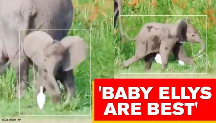 ��ƤС����ˮ���ƻҶ� ����ɵ�ͷ�Ϸ�������