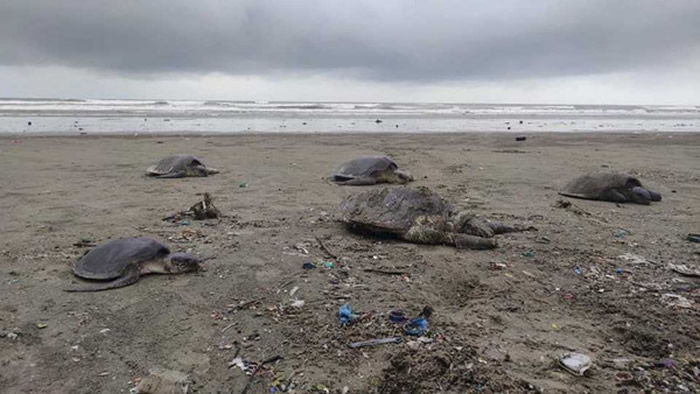 孟加拉国160只榄蠵龟被海浪冲上沙滩 身上被塑胶垃圾缠住头都不见了
