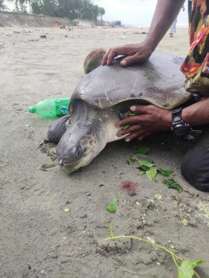 孟加拉国160只榄蠵龟被海浪冲上沙滩 身上被塑胶垃圾缠住头都不见了