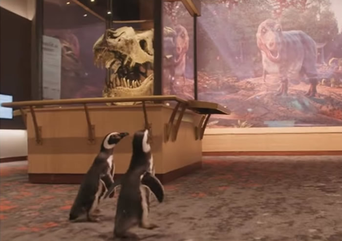 美国芝加哥谢德水族馆2只麦哲伦企鹅到访菲尔德自然史博物馆 傻头傻脑参观恐龙化石