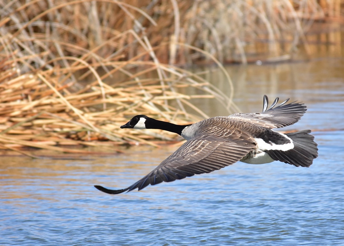 ôͨŷв˵صԡ ƬԴTom Koerner/USFWSCC BY 2.0