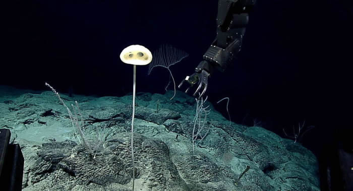 生物学家在太平洋海底发现“壮丽的外星人”——新物种Advhena magnifica