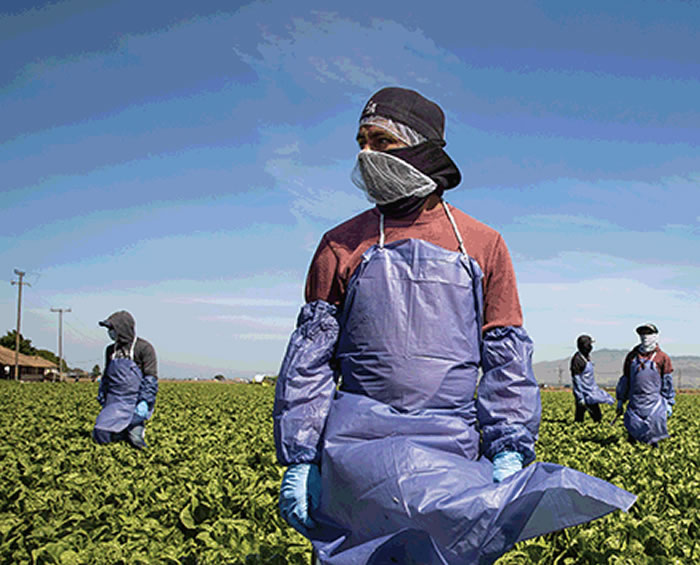 ȫ��Ӧ��COVID-19�����еķ�Ӧ��вȫ����ʳ��ȫ