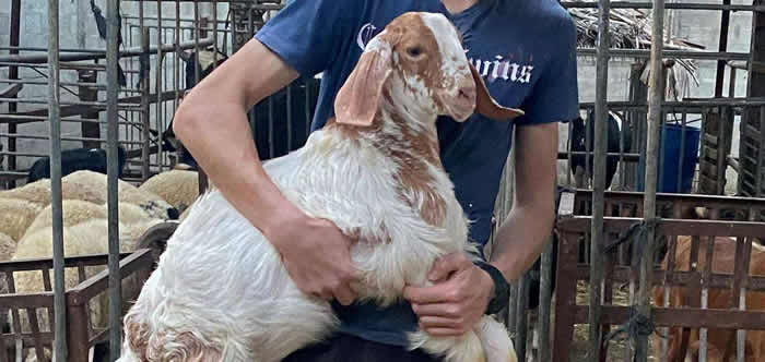 ӡ�ȱ�����ն��еľ��������һֻδ������������������ɽ��