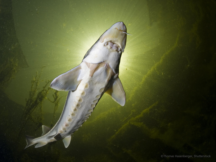 多瑙河-喀尔巴阡地区,鲟鱼因过度捕捞和水坝阻挡洄游,族群已经严重下降。 照片来源:WWF/Thomas Hasenberger