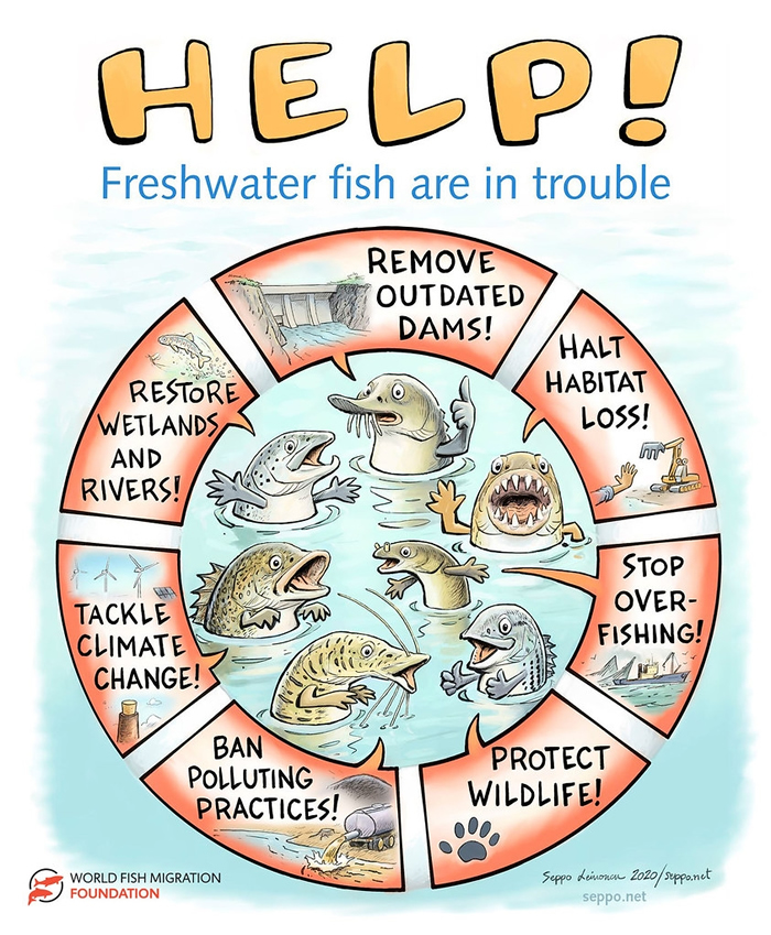 1970年至2016年期间,洄游性淡水鱼数量平均减少76%,其中欧洲的平均下降幅度甚至达到了惊人的93%。 照片来源:世界鱼类洄游基金会/Seppo Leino