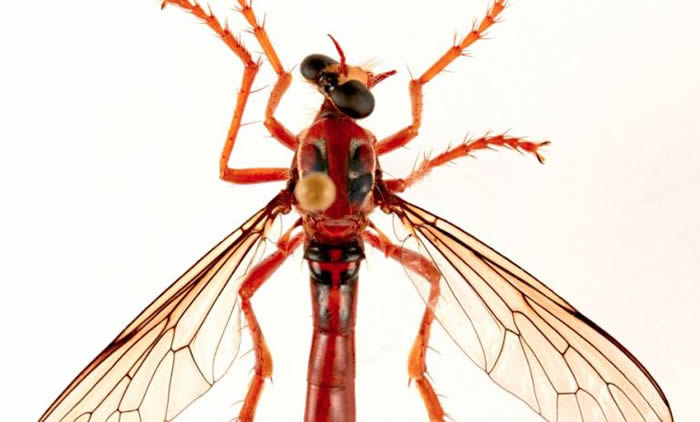 研究人员发现新品种苍蝇——“死侍苍蝇”Humoralethalis sergius
