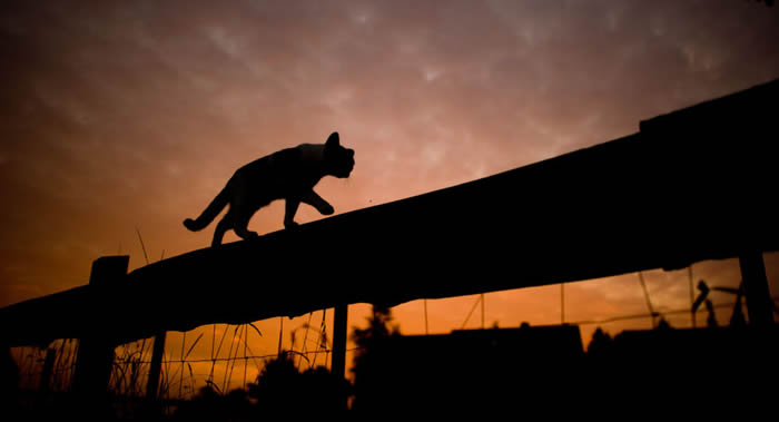 英国猫咪加菲尔德长途跋涉64公里返回主人身旁