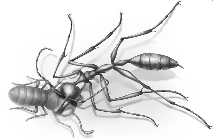 9900ǰѼеġϡCeratomyrmex ellenbergeri