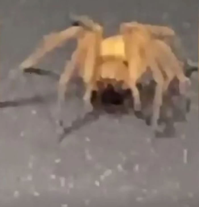 英国超市特易购从哥伦比亚进口的香蕉发现世界最毒蜘蛛——香蕉蜘蛛(巴西流浪蜘蛛)