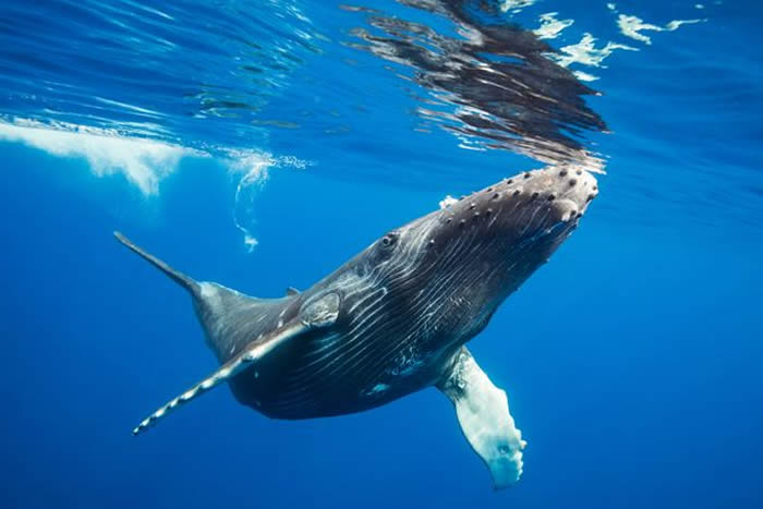 女子澳洲浮潜遇座头鲸母子 惨遭30吨巨大身躯冲撞像被车辗