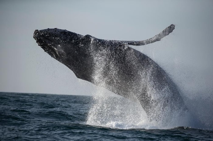 һֻ��ͷ��Ծ�������������壨Monterey Bay����ů�ĺ��� PHOTOGRAPH BY PAUL NICKLEN�� NAT GEO IMAGE COLL