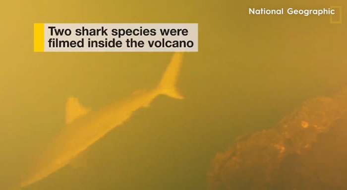 科学家发现鲨鱼生活在海洋中最活跃的海底火山——卡瓦奇火山内部