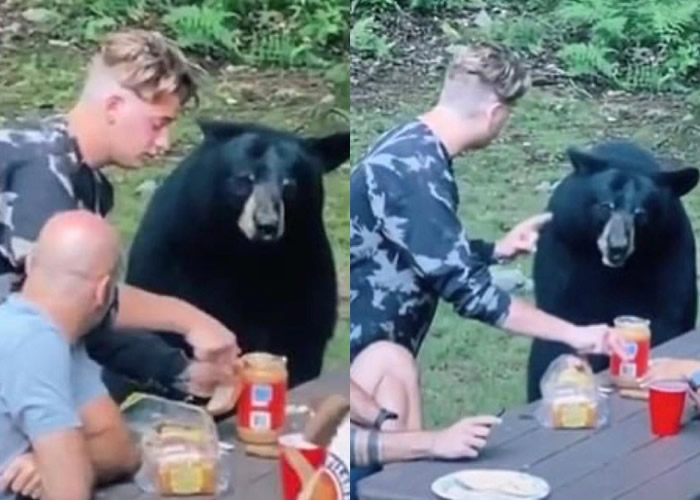 �������������ο������ָ���Ұ�� һֻ���ܼ�����������ʳ��