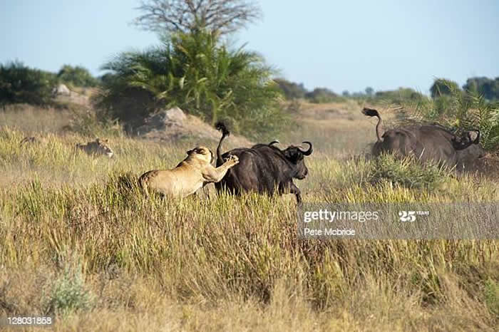 �������о�������ţƨ���ϻ�һ˫�۾��ɽ���ţֻ����ʨ�ӻ򱪹����ķ���