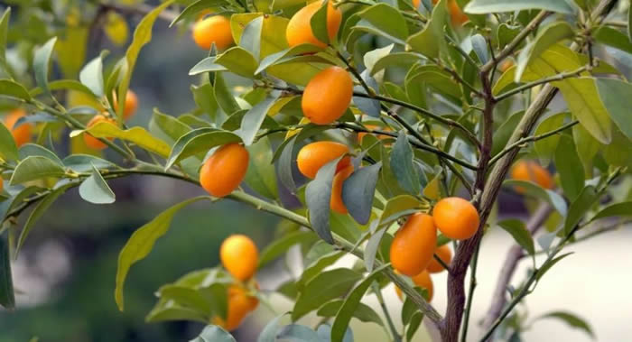 柑橘类水果中的金桔竟能抗癌！