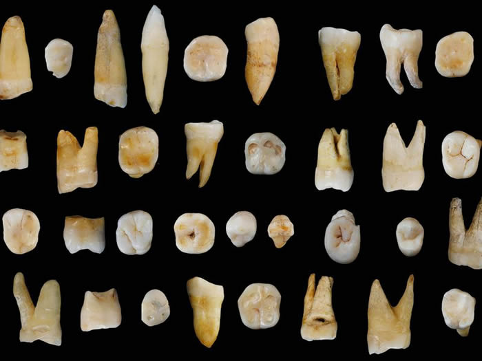 美国科学家利用牙齿来判定古人类遗骸性别
