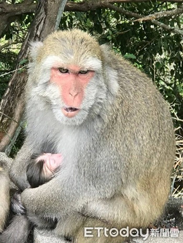 台湾玉山国家公国一只幼猴遭到汽车撞击死亡 猕猴妈妈抱着尸体长达5天4夜