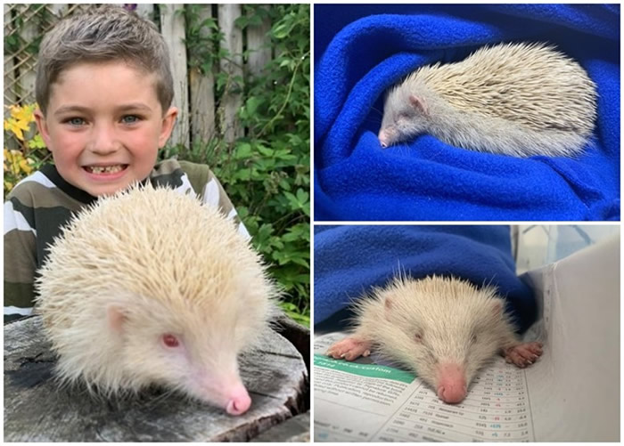 Ӣ����Լ�˿�������6����ͯ���ֻ������׻����Ĵ�⬲�����������