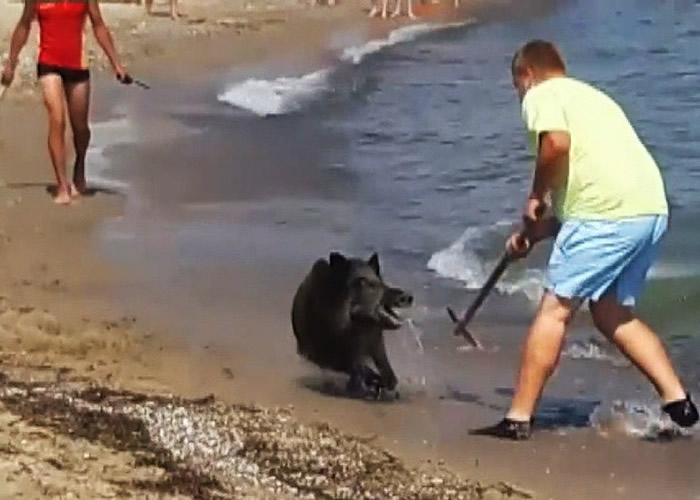 �¹�����ʯ�������-�ɶ�˹̩���ݺ�̲һֻҰ���Ӻ���Ѹ������ �ŵ����˼��ɹ���