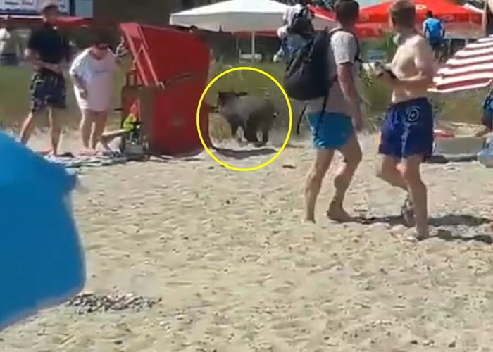 �¹�����ʯ�������-�ɶ�˹̩���ݺ�̲һֻҰ���Ӻ���Ѹ������ �ŵ����˼��ɹ���