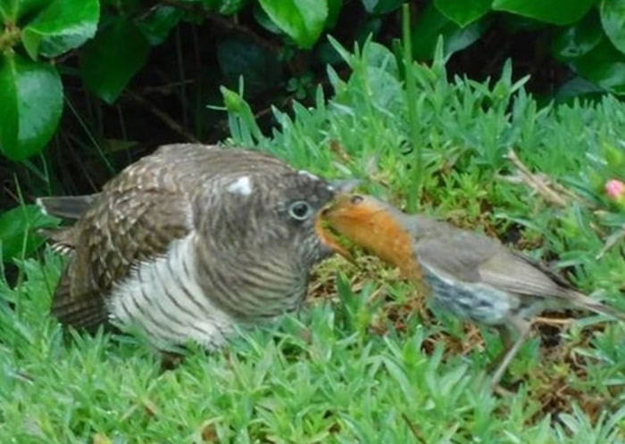 ��������������֪�������ϲ�����������Լ����� �����ʳι��