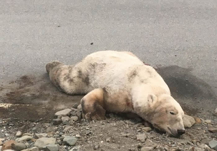 50年来第6起!荷兰游客到挪威斯瓦巴群岛露营遇遭北极熊撕咬惨死